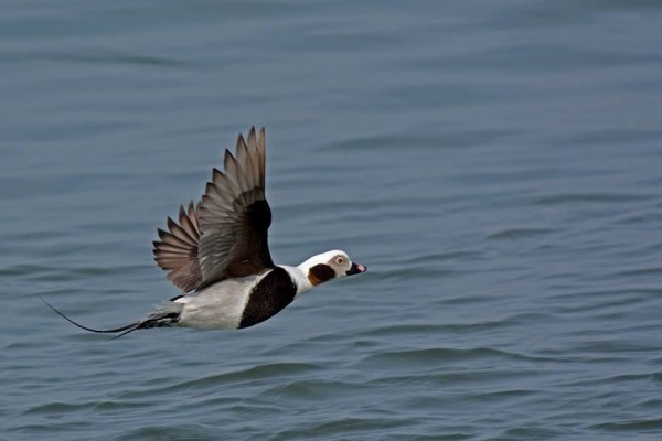 Long-tailed duck in 16 March 2016, New Jersey (photo by Anthony Bruno)