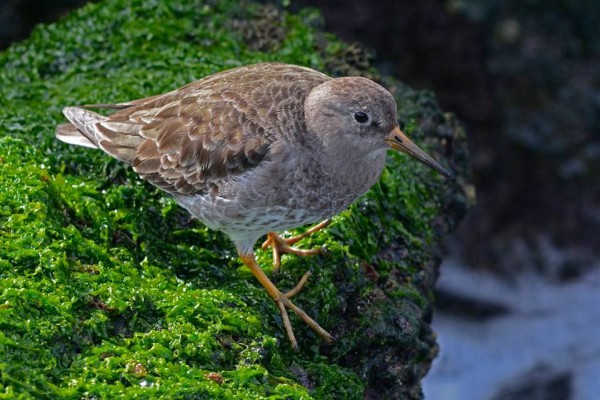 Purple Sandpiper at the jetty (photo by Anthony Bruno)
