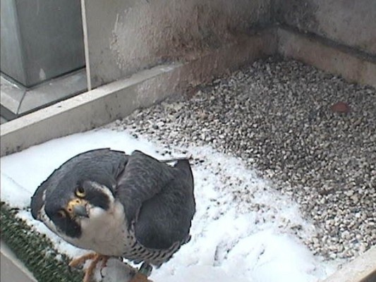 Who is this? (photo from the National Aviary snapshot camera at Univ. of Pittsburgh)