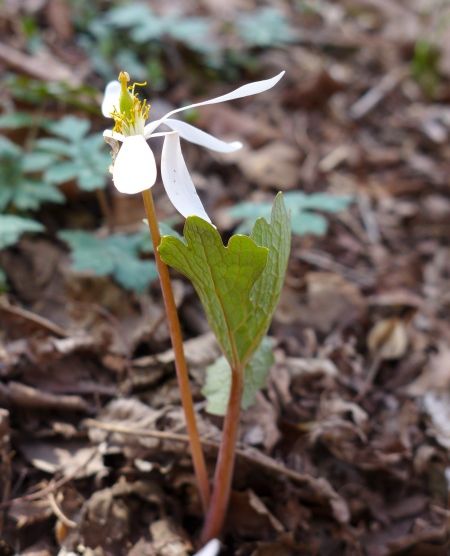 Bloodroot gone to seed, Cedar Creek Park, 27 March 2016 (photo by Kate St. John)