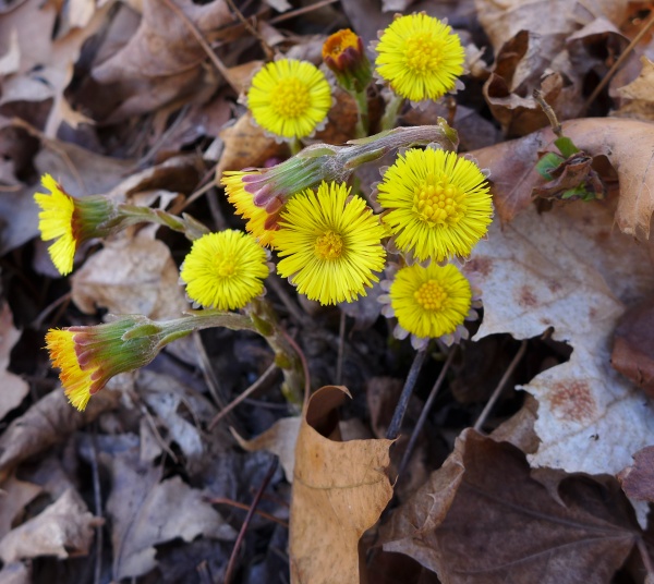 Coltsfoot blooming in Schenley Park, 18 and 24 March 2016 (photo by Kate St. John)