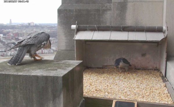 Dori arrives to join Louie in courtship at the Gulf Tower nest (photo from National Aviary falconcam at Gulf Tower)