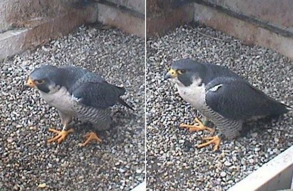 E2 and Hope: side-by-side comparison (photos from the National Aviary falconcam at Univ. of Pittsburgh)