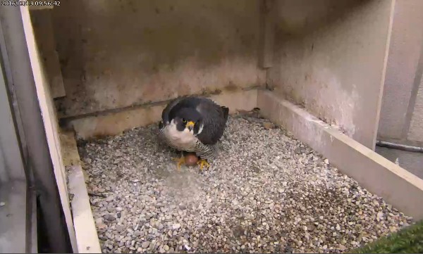 Peregrine, nicknamed Hope, with her first egg of 2016 (snasphot from the National Aviary falconcam at Univ of Pittsburgh)