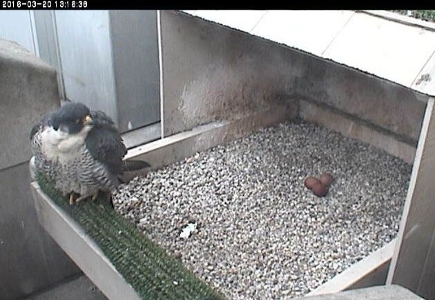 Hope at the nest, 20 March 2016 (photo from the National Aviary snapshot camera at Univ of Pittsburgh)