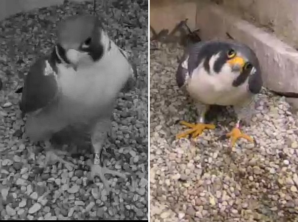New male peregrine at Pitt, ID photos, 25 Mar 2016 (photos from the National Aviary falconcam at Univ of Pittsburgh)