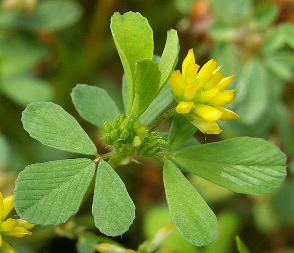 Lesser or Least Hop Clover, Trifolium dubium (photo from Wikimedia Commons)