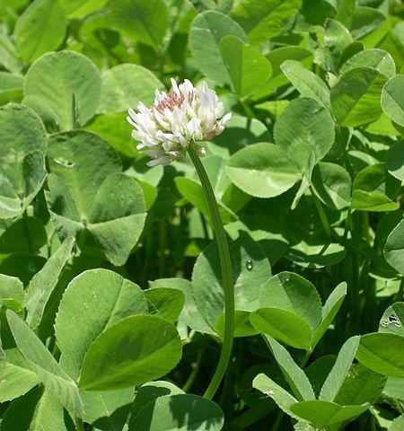 White clover, Trifolium repens (photo from Wikimedia Commons)