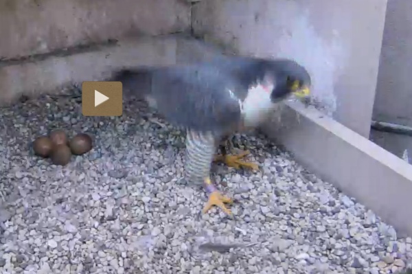 Adult female intruder, 23 April 2016 (photo from the National Aviary falconcam at Univ of Pittsburgh)