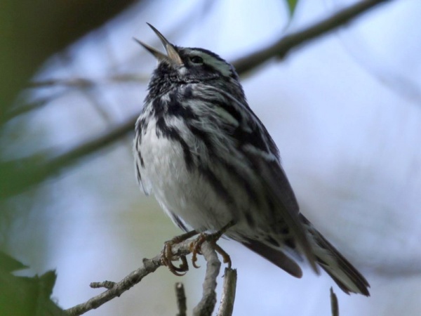 Black and white warbler, singing (photo by Chuck Tague)
