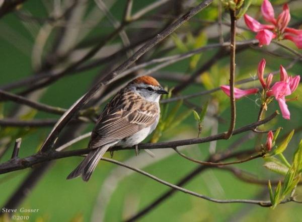 Chipping sparrow in May (photo by Steve Gosser)