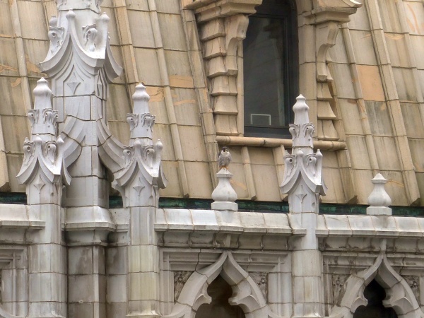 There's a peregrine in this picture. Can you see him? (photo by Kate St. John)