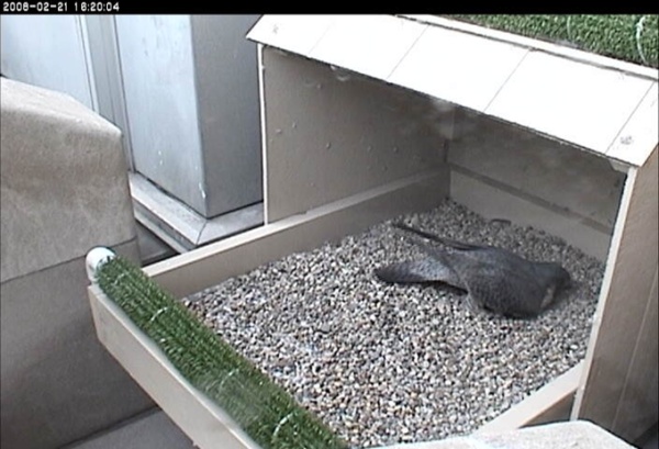 Peregrine digging nest "scrape" in nest box at Cathedral of Learning