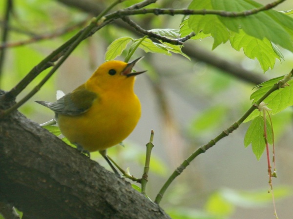Prothonotary warbler (photo by Chuck Tague)