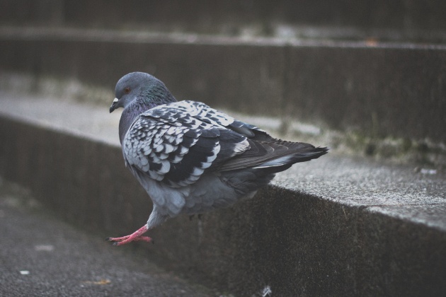 Rock pigeon hopping down a step (photo by Pimthida via Flickr, Creative Commons license)