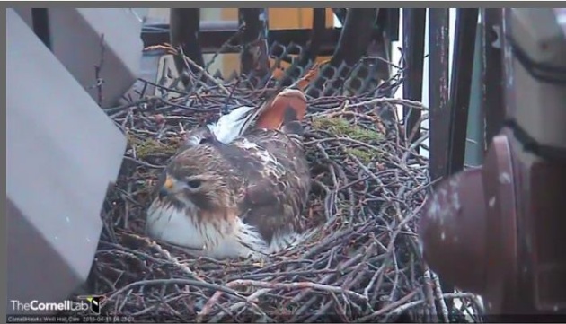 Ezra the red-tailed hawk incubates three eggs at Cornell (screenshot from nestcam at Cornell Lab)