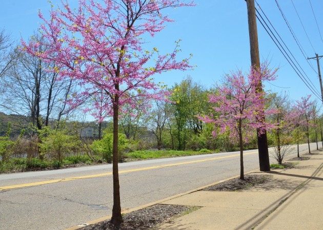 Redbud trees along River Road, Pittsburgh, April 2016 (photo courtesy Western PA Conservancy)