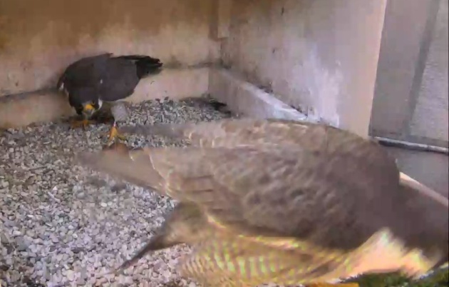 Two peregrines at the Cathedral of Learning nest. Who is in the back? Who's in front? (photo from the National Aviary falconcam at Univ of Pittsburgh)