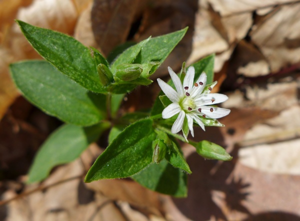 Great chickweed, Braddock's Trail Park, 18 Apr 2016 (photo by Kate St. John)