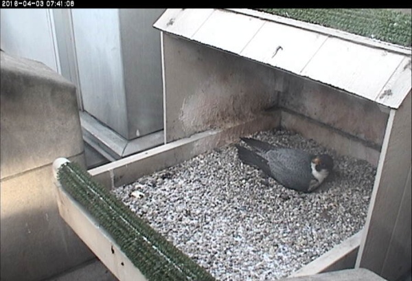 Terzo on four eggs at Pitt (photo from the National Aviary snapshot cam at Univ of Pittsburgh)