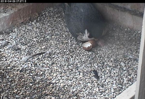 Terzo with first chick and eggshell, 29 April 2016 (photo from the National Aviary falconcam at Univ of Pittsburgh)