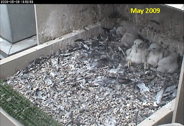 Nestlings in 2009 (photo from National Aviary falconcam at Univ of Pittsburgh)