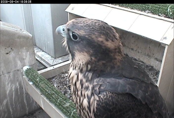 The last nestling at Pitt in 2009, just before she fledged, 4 June 2009 (photo from the National Aviary falconcam at Univ of Pittsburgh)