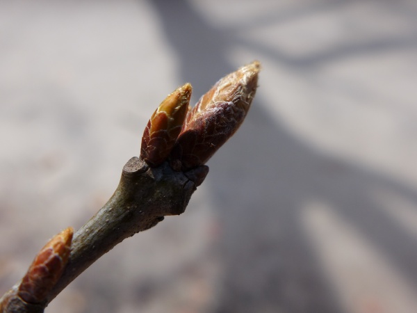 Mockernut hickory bud opening, Schenley Park, 13 April 2016 (photo by Kate St. John)
