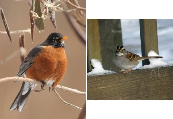 American robin, white-throated sparrow (photos by Marcy Cunkelman)