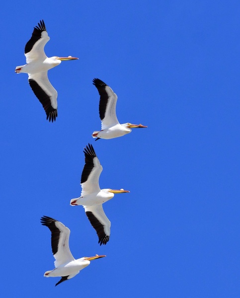 American white pelicans flying over Chase Lake NWR, North Dakota (photo from USFW via Wikimedia Commons)