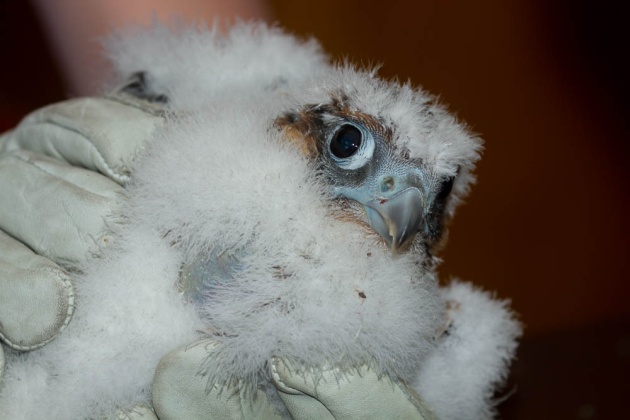 A closeup of female peregrine chick C1 from the Cathedral of Learning nest (photo by Peter Bell)