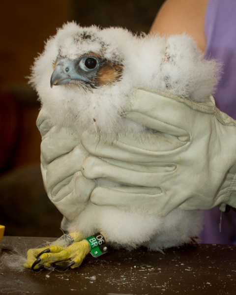 Peregrine chick, C1, with her new color bands, Black/green, 06/BR (photo by Peter Bell)