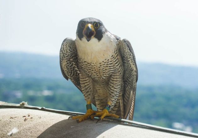 Female peregrine falcon, Hope shouts at the banders! Banding Day 2016, Cathedral of Learning (photo by Peter Bell)