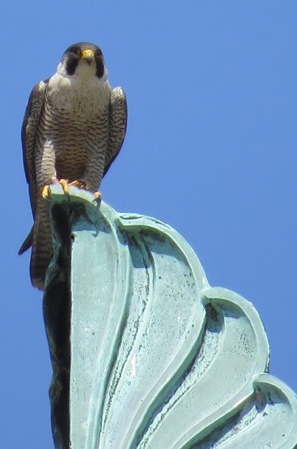 Peregrine perched on Wood Street Commons Building, Downtown Pittsburgh (photo by Lori Maggio)