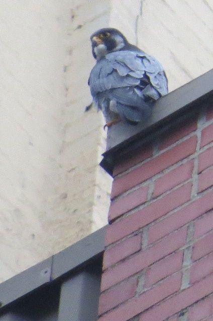 Peregrine above Third Ave nest, 11 May 2016 (photo by Lori Maggio)