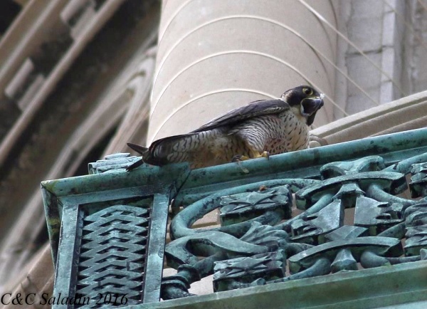 Peregrine falcon vocalizing at St. Ignatious (photo by Chad+Chris Saladin)