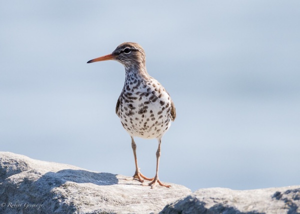 Spotted sandpiper in breeding plumage (photo by Bobby Greene)