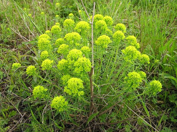 Cypress spurge (photo from Wikimedia Commons)