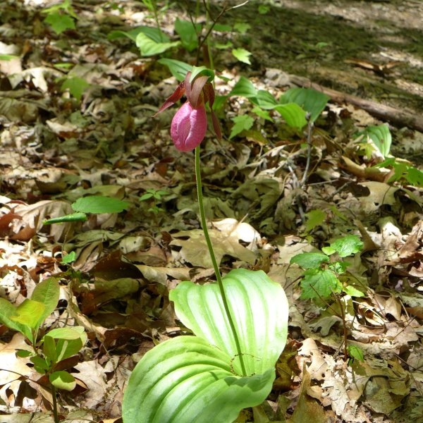 Pink lady's slipper, Ohiopyle State Park, 18 May 2016 (photo by Kate St. John)
