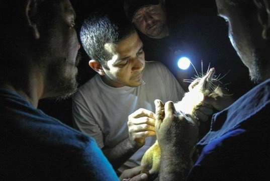 ZooDom veterinarian Adrell Nunez (center) draws blood from a solenodon for DNA samples, Dominican Republic (photo by Taras Oleksyk and Yashira Afanador)