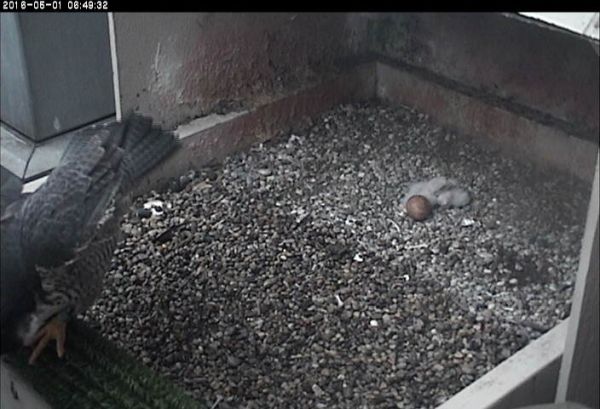 Hope leaves the nest at 6:49am. There are two nestlings and one egg (photo from the National Aviary falconcam at Univ of Pittsburgh)