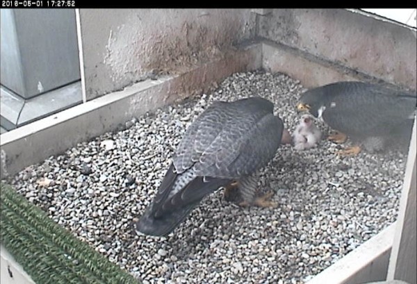 Hope and Terzo with 2 chicks, 1 May 2016 (photo from the National Aviary falconcam at Univ of Pittsburgh)