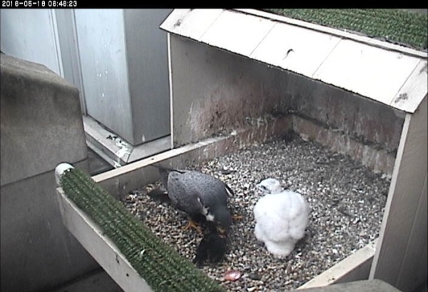 Peregrine chick C1 with father Terzo, 19 days since hatch, 18 May 2016 (photo from the National Aviary faloncam at Univ of Pittsburgh)