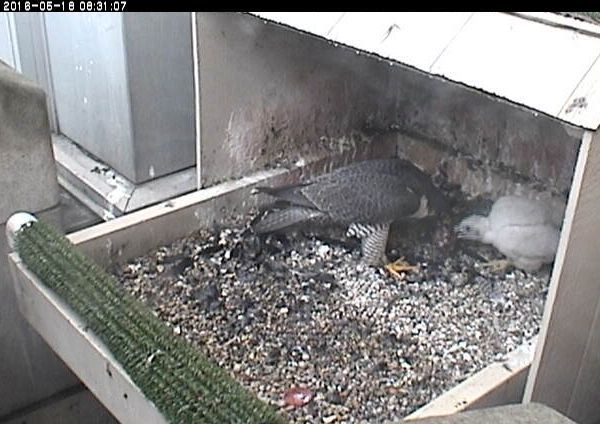 Breakfast is served amid the feathers (photo from the National Aviary falconcam at Univ of Pittsburgh)