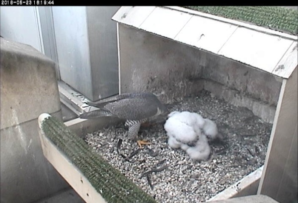 Mother peregrine, Hope, feeds chick, C1, 23 May 2016, 24 days after hatching (photo from the National Aviary falconcam at Univ of Pittsburgh)