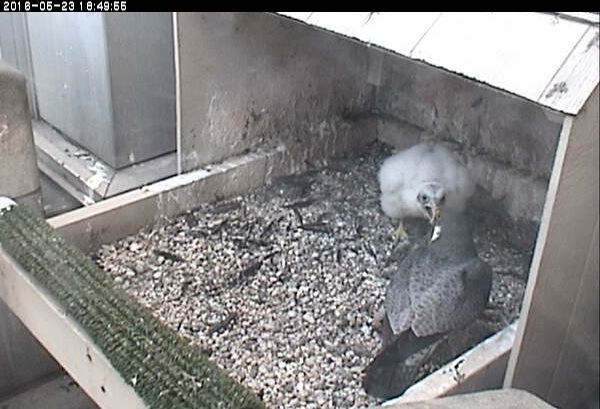 C1 shouts at his father Terzo (photo from the National Aviary falconcam at Univ of Pittsburgh)