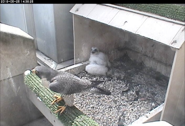 C1 pants in the heat as Hope perches in the sun (photo from the National Aviary falconcam at Univ of Pittsburgh)