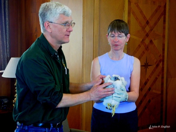 Dan Brauning explains the banding procedure while Kate St. John holds the chick, C1 (photo by John English)