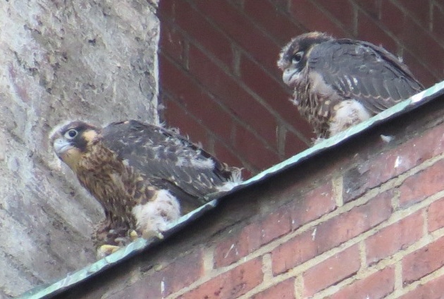 Two peregrine chicks at Third Avenue nest, 1 June 2016 (photo by Lori Maggio)