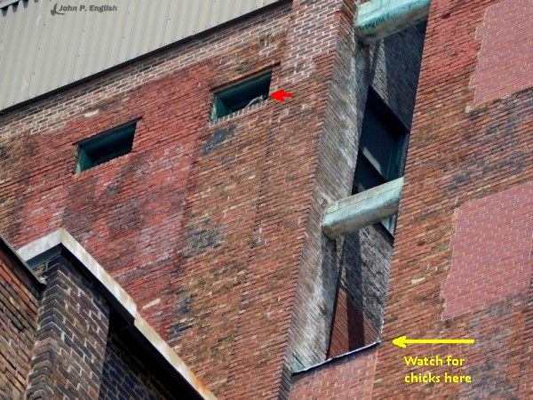Peregrine nest site at Third Avenue. Adult in small window above the nest (photo by John English)
